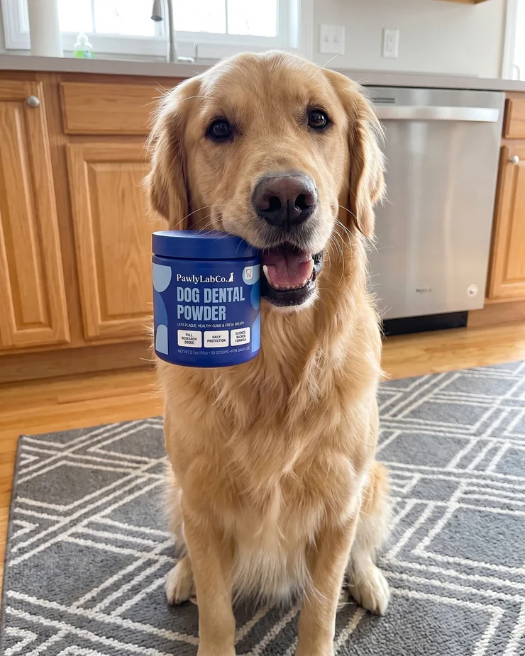 A golden retriever holding a jar of Pawly Lab Co. Dog Dental Powder in the kitchen