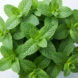 Mint leaves