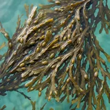 Brown seaweed