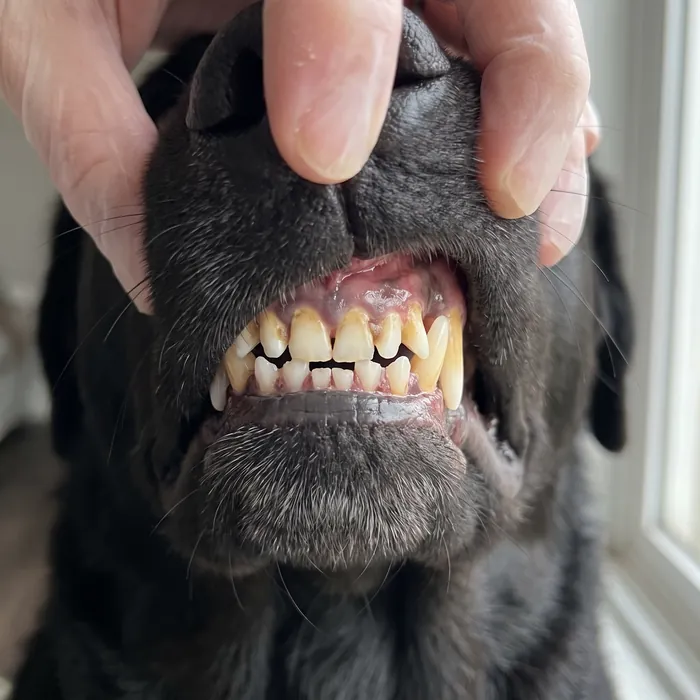 Close-up of a dog's teeth with yellow plaque and brown build-up at the gum line