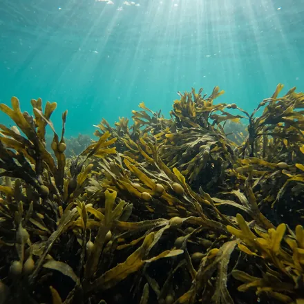 Brown seaweed underwater