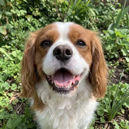 Happy spaniel smiling outdoors