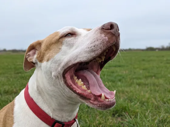 Dog yawning with yellowish build-up on its back teeth