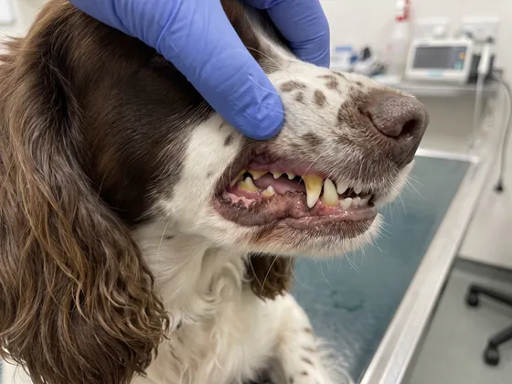 Yellow-brown tartar on a spaniel's canine and premolars