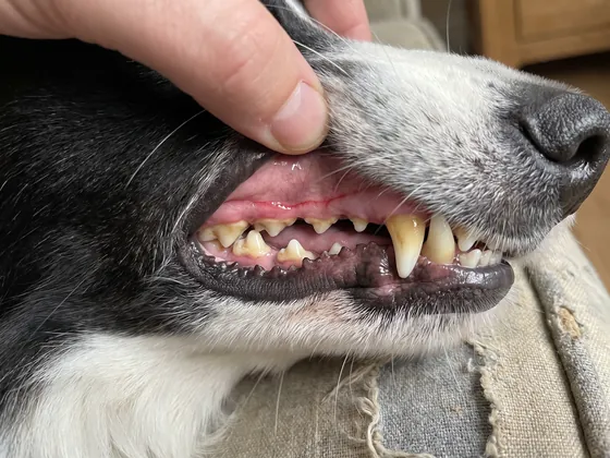 A red line along a border collie's gums
