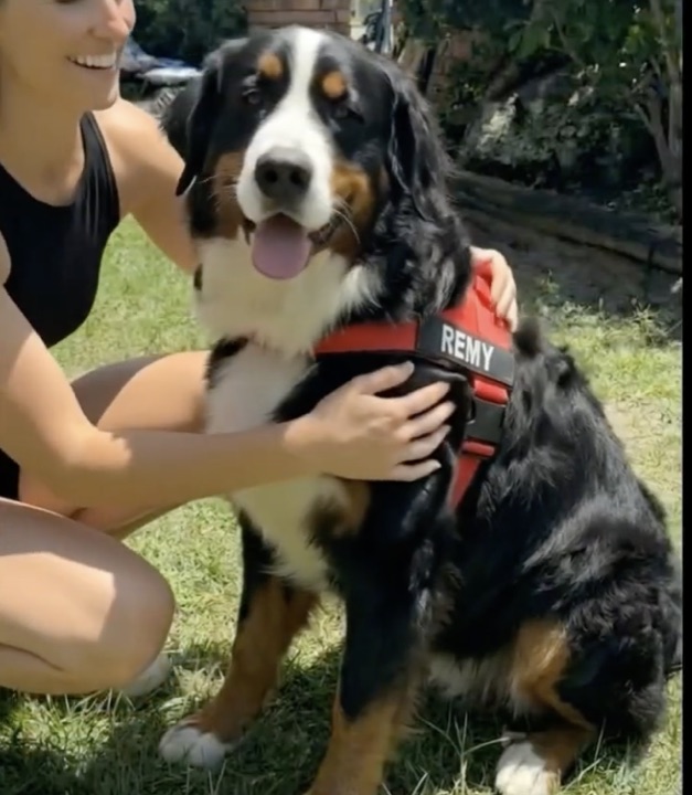 Customer photo: Remy the Bernese in his red personalized harness