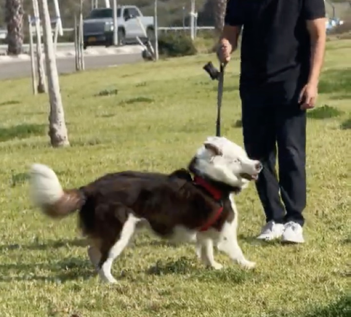 Customer photo: dog in PawlyLab harness on a walk