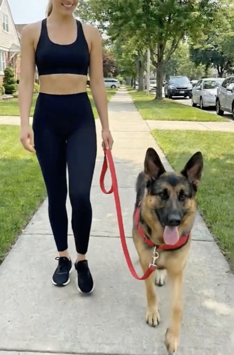 Customer photo: German Shepherd walking on a loose leash in the red harness