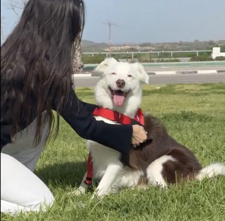 Customer photo: dog parent petting her dog in the red harness