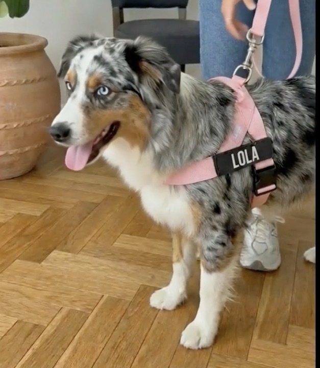 Customer photo: Lola the Australian Shepherd in her pink personalized harness
