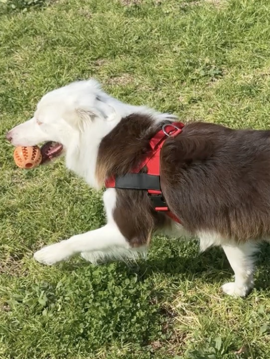 Customer photo: Aussie playing fetch in the red harness