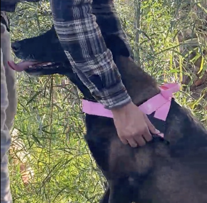 Customer photo: slipping the pink harness on before a walk
