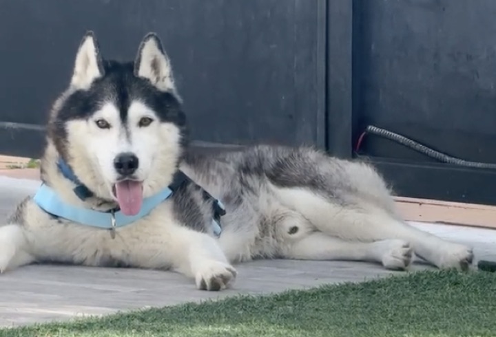 Customer photo: Husky relaxing in the light-blue harness