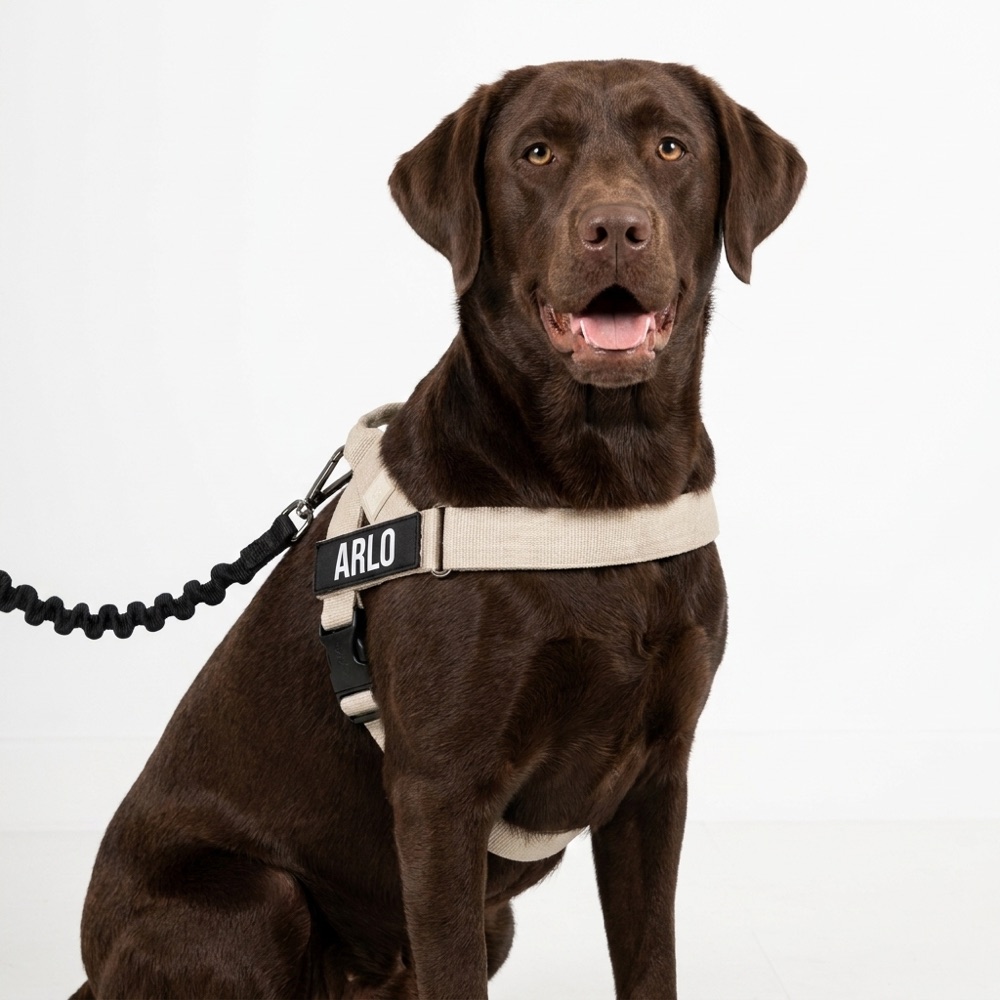 Chocolate lab Arlo in vanilla harness