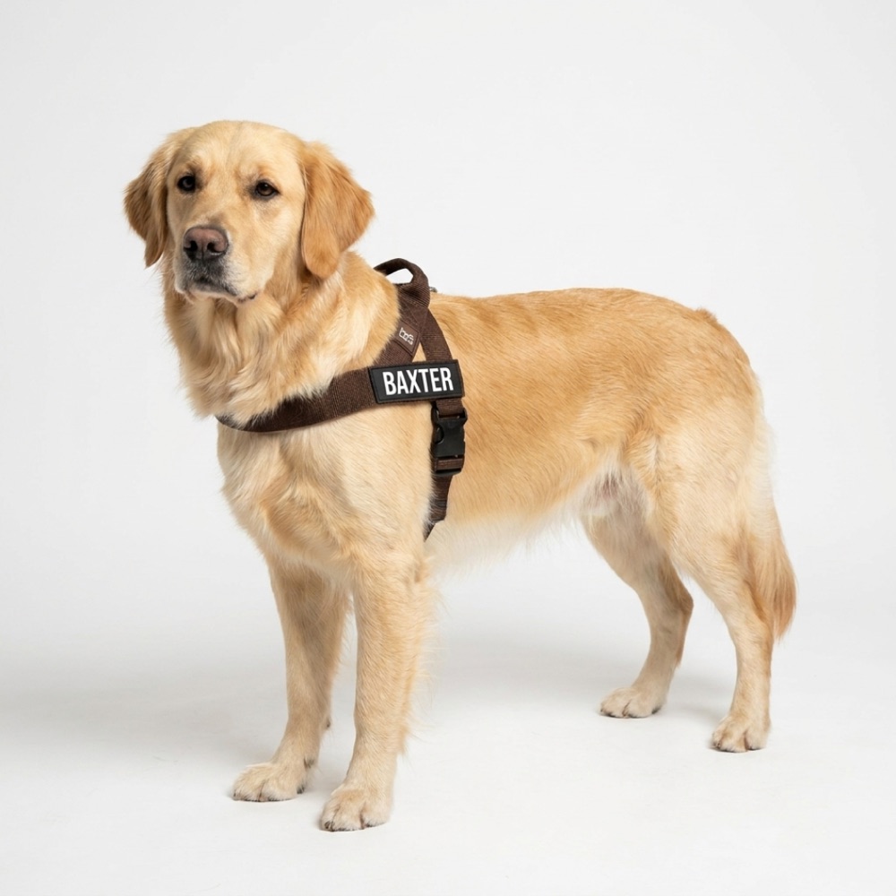 Baxter — dark brown