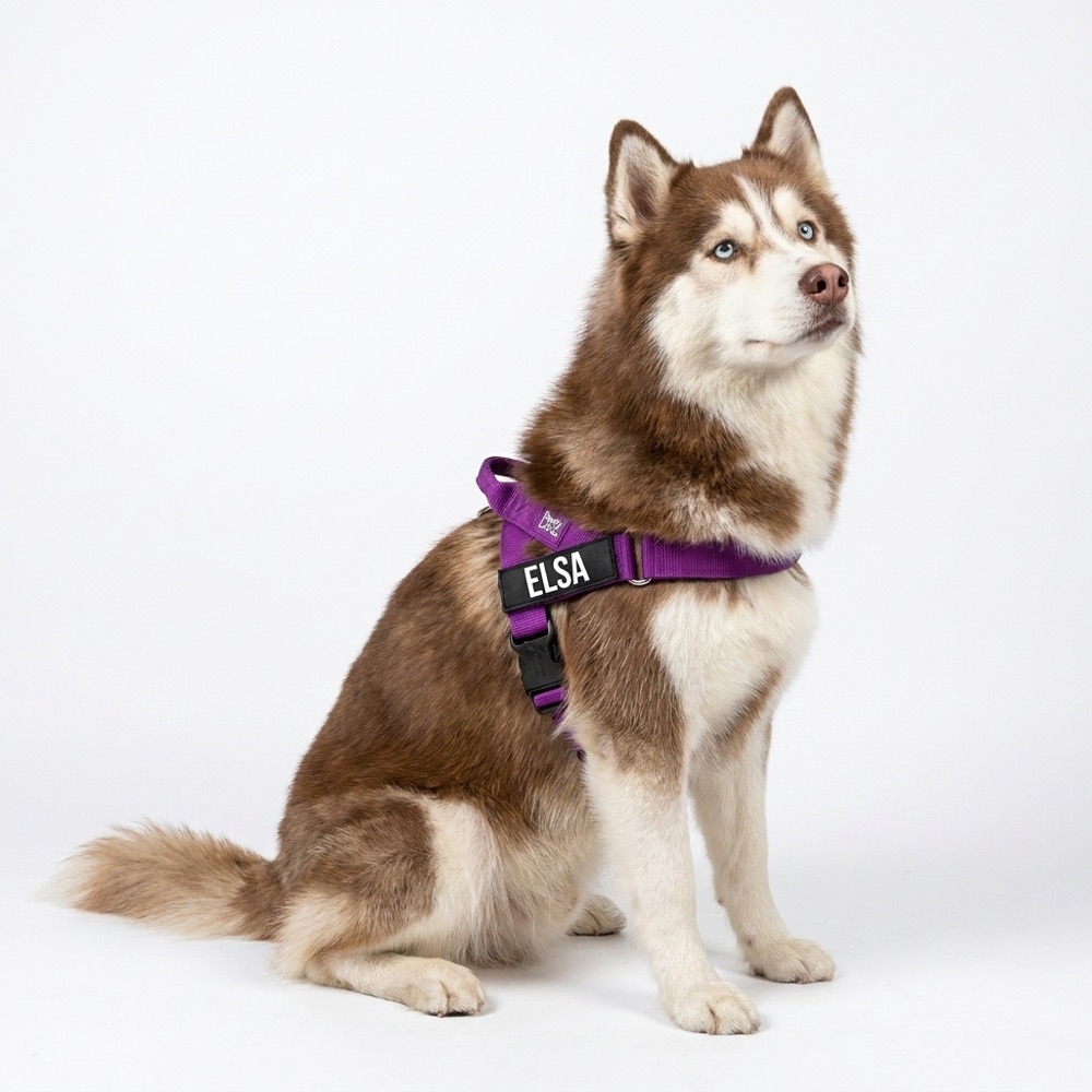 Husky Elsa in purple harness