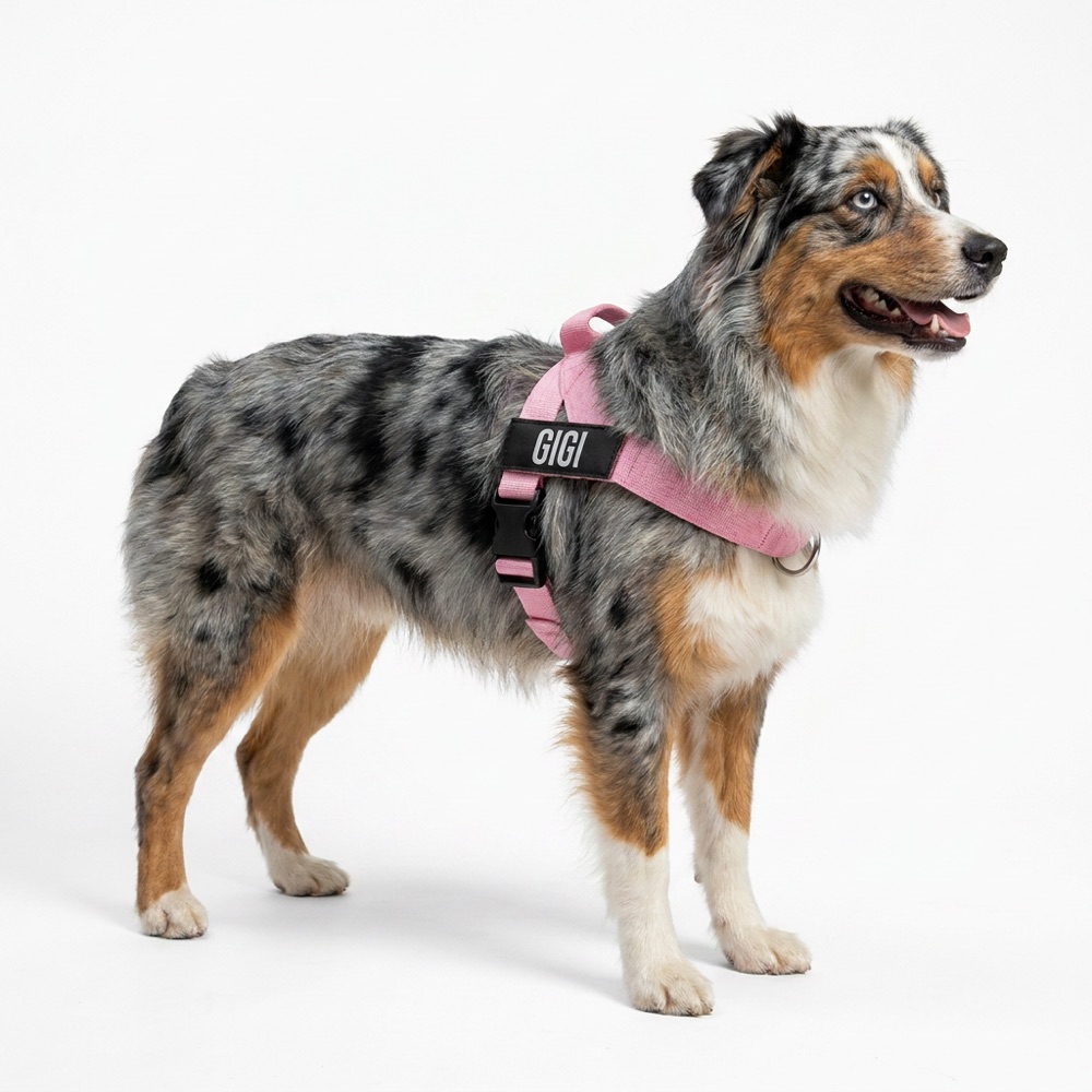 Australian shepherd Gigi in baby pink harness