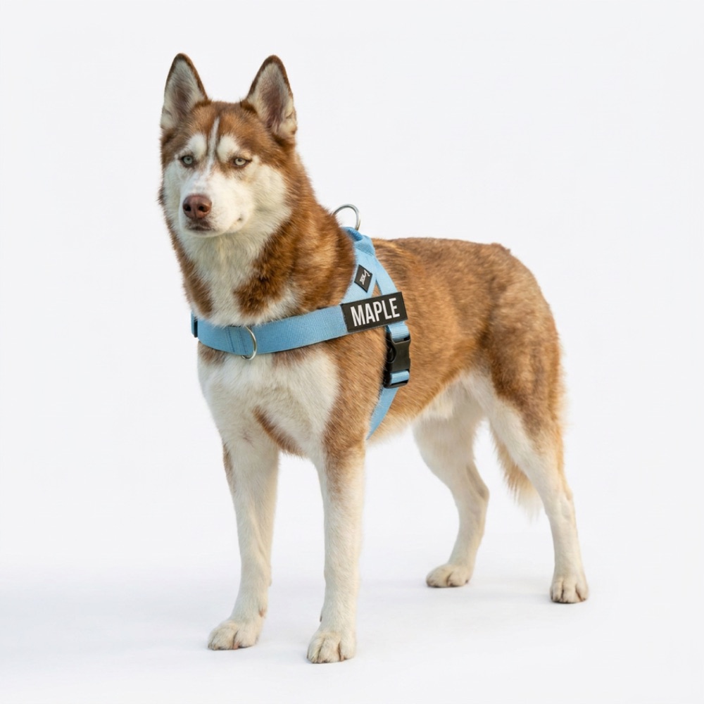 Husky Maple in baby blue harness