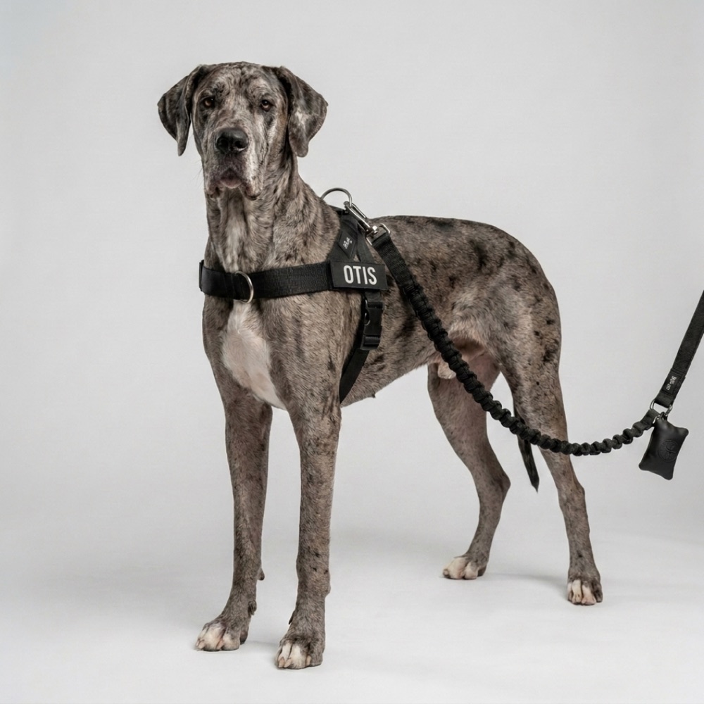 Great dane Otis in black harness