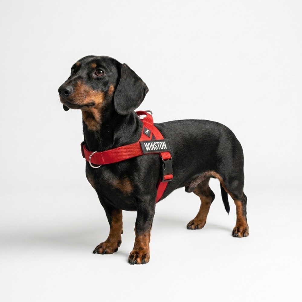 Winston — red