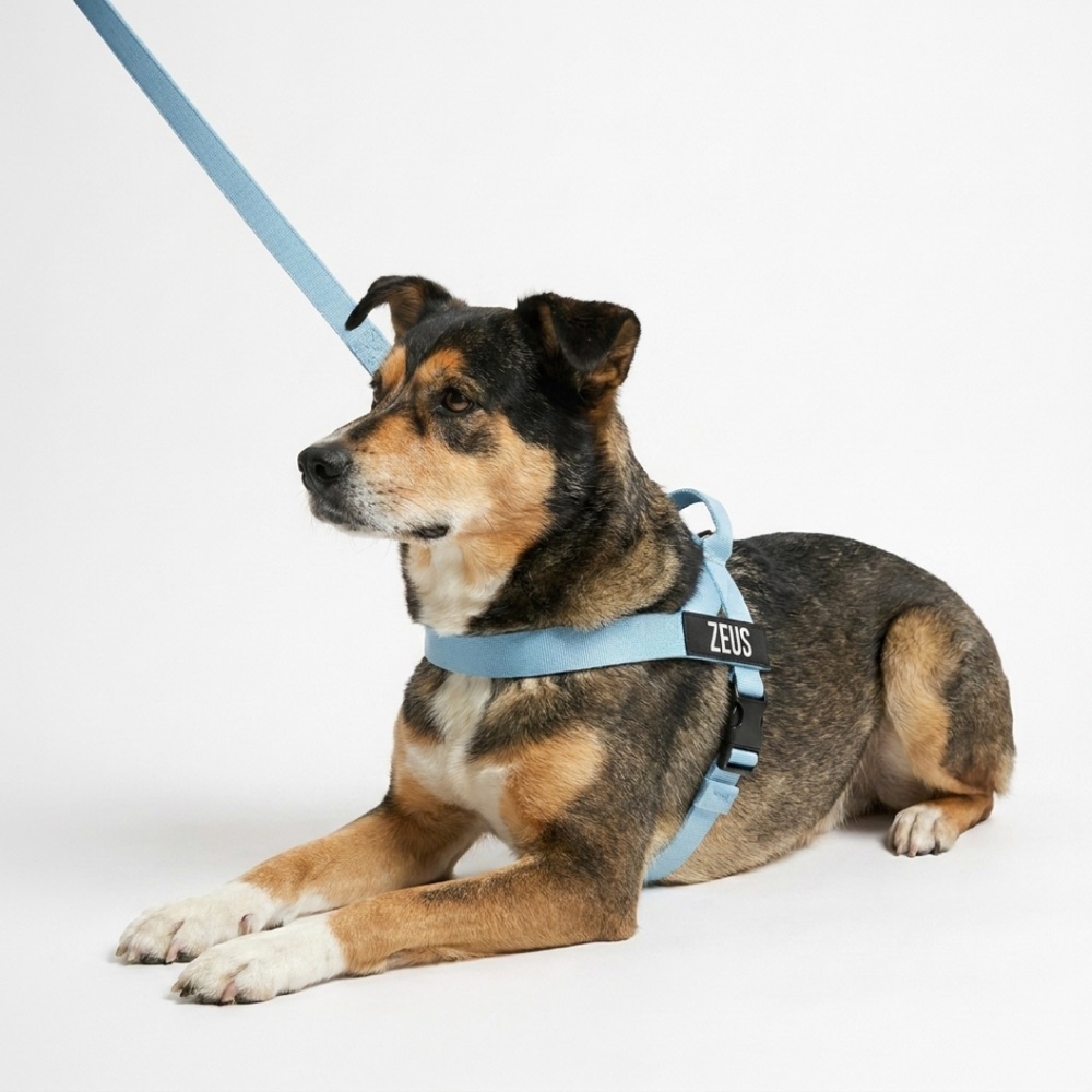 Baby blue harness dog
