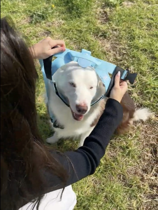 Slipping harness over head