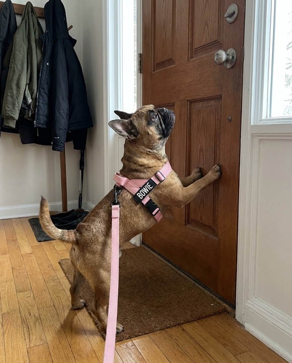 Dog excited at the door