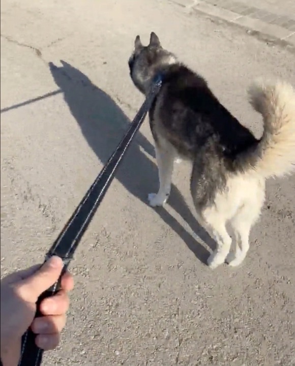 POV slack leash walk