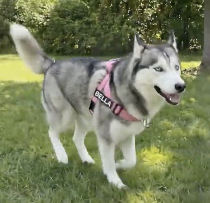 Dog running happily